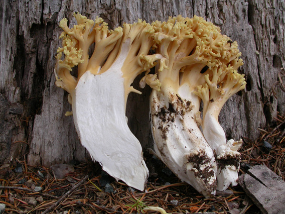 Ramaria rasilispora var rasilispora